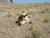 Dead livestock_tiny